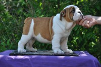 emanuela femmina di bulldog inglese